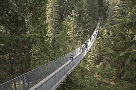 吊橋,荒野,森林