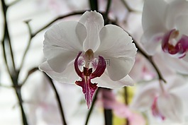 花,鮮花,廠