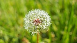 蒲公英,植物,自然