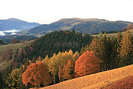 秋季,黑色的森林,全景