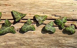常春藤,履帶板,葉