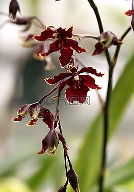 蘭花,溫室,花