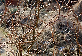 樹,性質(zhì),干