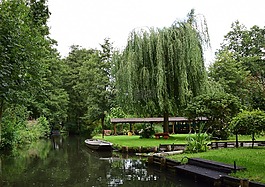 森林,spreewald,树