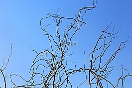 樹,性質(zhì),沒有一個人