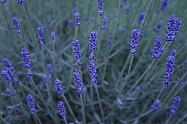 熏衣草,紫,鮮花
