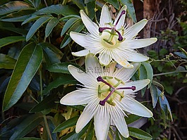 西番蓮,白花