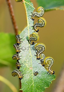 宏,卡特彼勒,bug