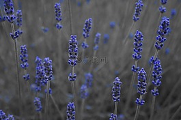 熏衣草,紫,鮮花