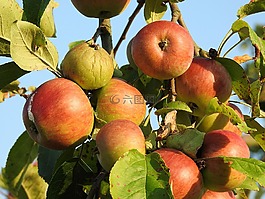 蘋果,蘋果樹