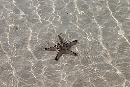星魚,海洋,清除