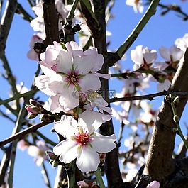 杏仁鮮花,開花,白色的花