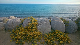 海,海灘,伊維薩島