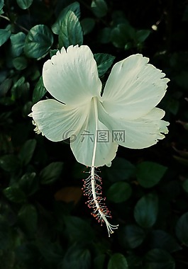 槿,花,白