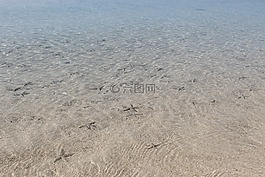 星魚,清除,海洋