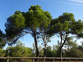森林,樹(shù),景觀