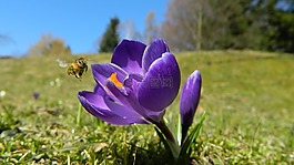 紫色,花,工廠