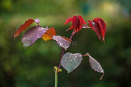 花園,花,紅色