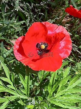 罌粟,罌粟花,klatschmohn