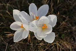 番红花,白,春