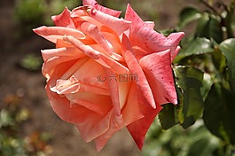 花卉,性質(zhì),植物