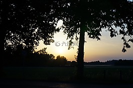 景觀,樹(shù)木,性質(zhì)