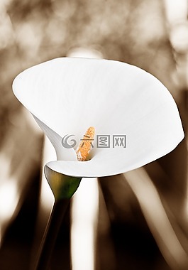 性質(zhì),花,花瓣