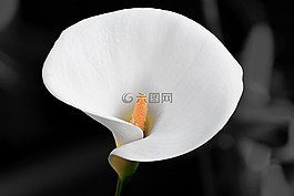 花,性質(zhì),花瓣