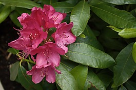 花,粉色,性質(zhì)
