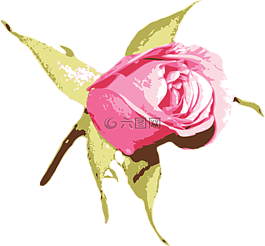花的,花,自然