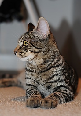 猫,弗利纳,加塔