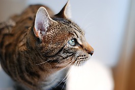 猫,弗利纳,加塔