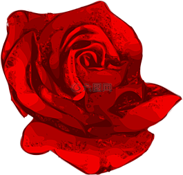 花,紅色的花,玫瑰