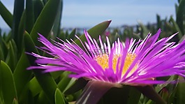 花卉,懷疑,海灘