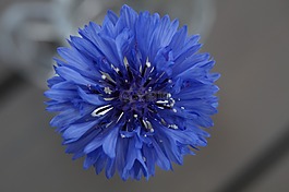 矢車(chē)菊,野花,花