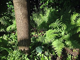 蕨類,花園,性質(zhì)