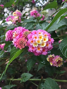 花園,鮮花,植物