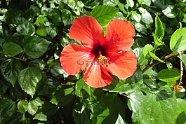 芙蓉,花,性質(zhì)