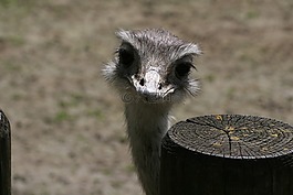動物世界,性質(zhì),動物