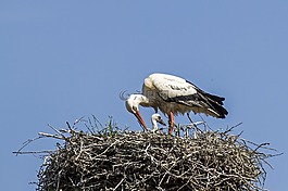年轻的鹳,鹳,storchennest