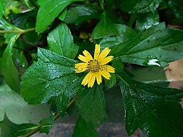 太陽花,黃色,花