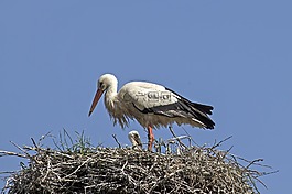 年轻的鹳,鹳,storchennest