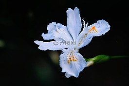 花,夜,暗