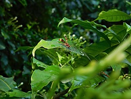 蜜蜂,綠色,昆蟲(chóng)