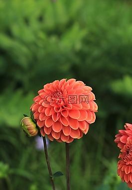 菊花,性質(zhì),鮮花