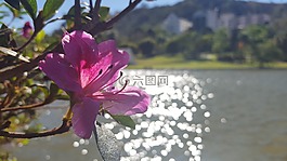花卉,湖,溶膠