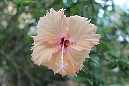花,粉紅色,特寫
