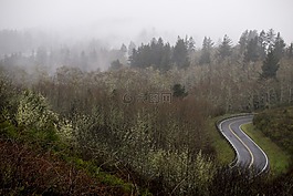 路,霧,森林