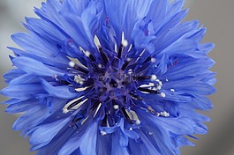 矢車菊,藍(lán)色,花