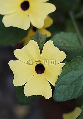 苏珊,棕色眼睛的苏珊,夏花